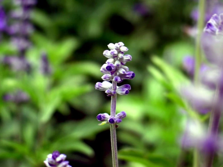 purple flowers with buds on a stem are growing