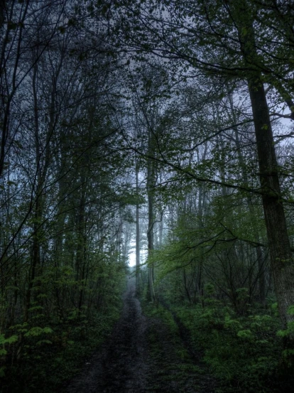 a dark path leading through the woods through tall trees
