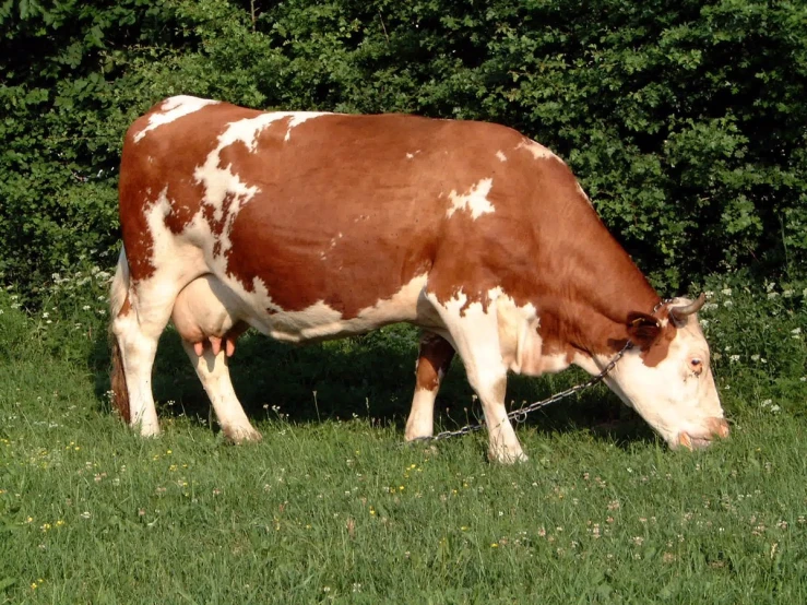 the brown and white cow is grazing in a field