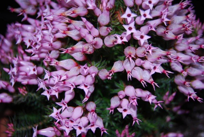 a bunch of pink flowers that are in the ground