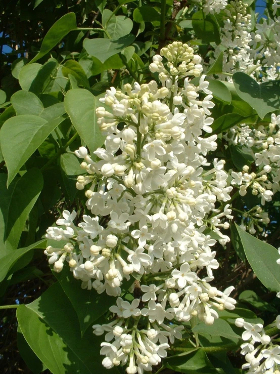 white flowers grow near the nches of a tree