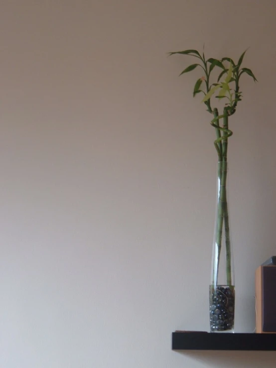 bamboo stems are placed in a vase on the shelf