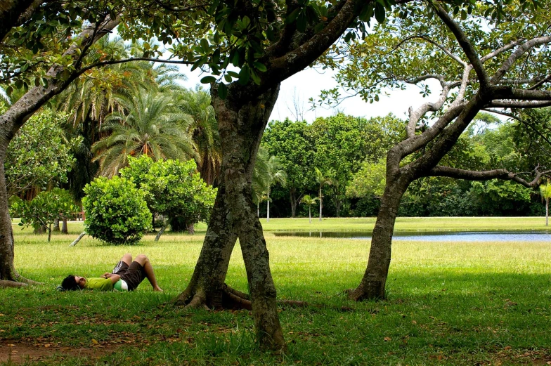 a horse is sitting in the shade under some trees