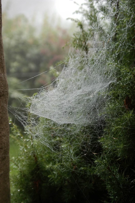 the web is hanging on to the tree outside