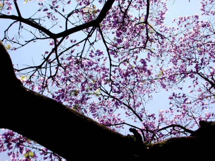 the nches of a tree with many purple flowers