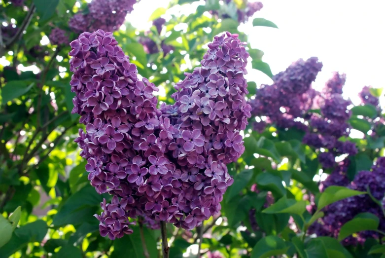 closeup of lilac flowers in the middle of green leaves