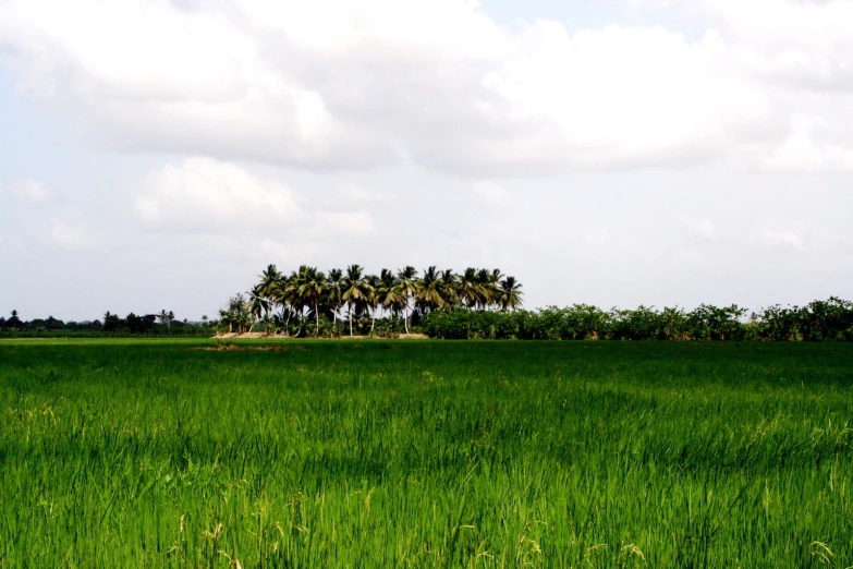 green trees and bushes in an area with high grass