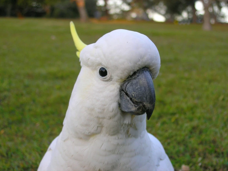 a closeup of the front side of a white bird with long yellow horns