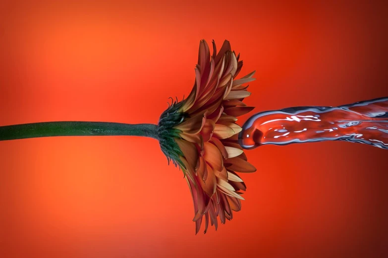 the flower is next to a long stem