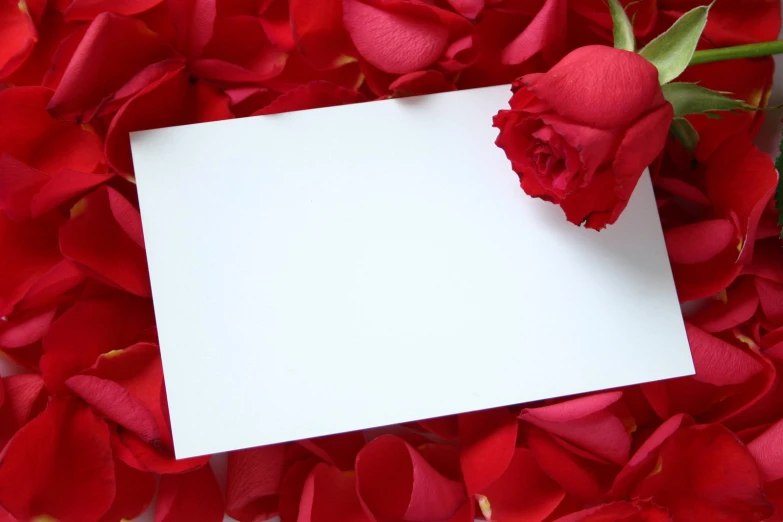 red roses around an empty square piece of paper