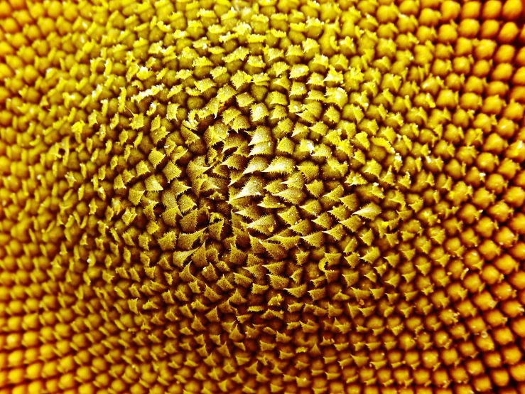 the top part of a sunflower's yellow flower