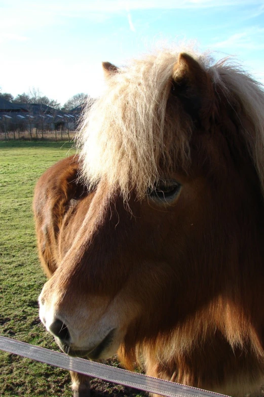 a small horse with a fluffy mane looks over a fence