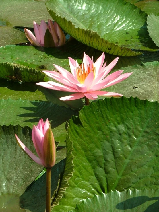 two pink lotus flowers are on a lily pond