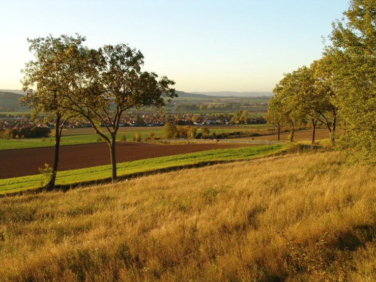 two trees stand on the side of the hillside