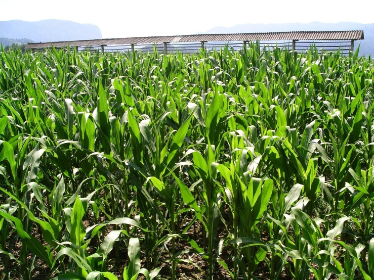 a bench sitting in the middle of a tall corn field