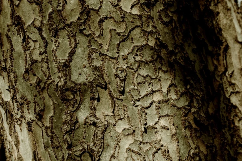 tree bark with vines in the background