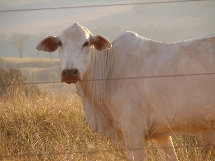 a cow standing in a field behind a wire fence