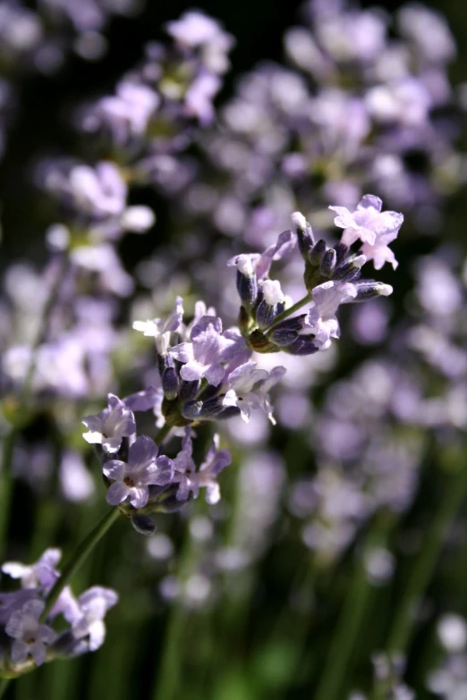 a group of lavenders blooming in a garden