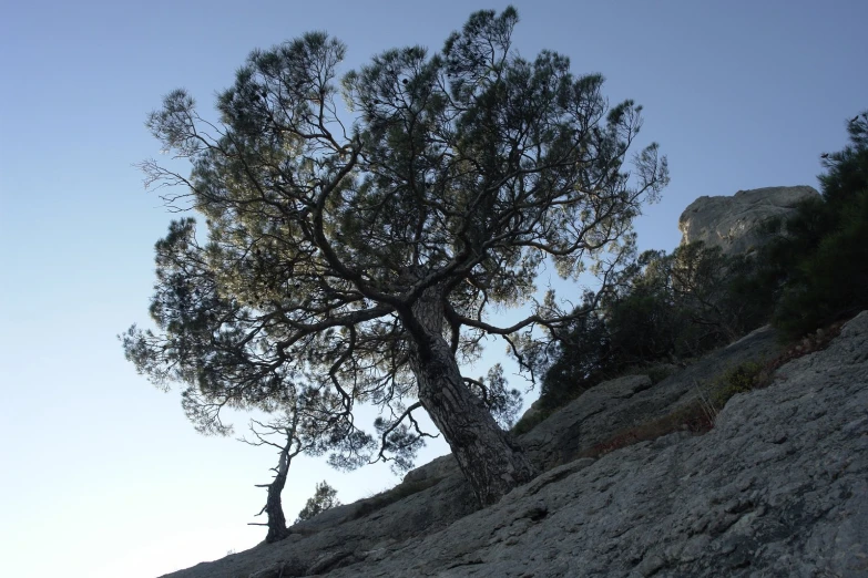 two large trees on the side of the mountain