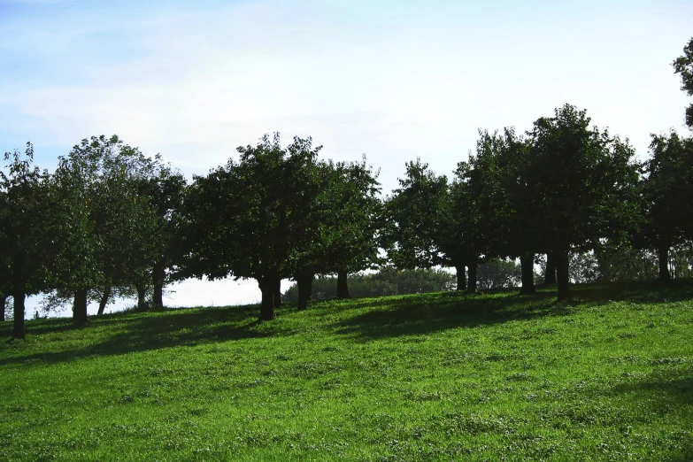 an orchard line on the hill above the water