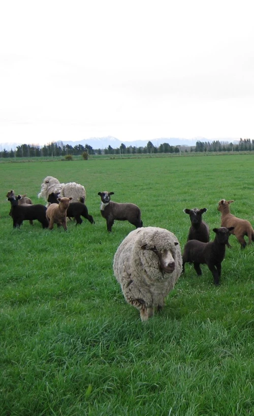 a group of sheep and their lambs on the grass