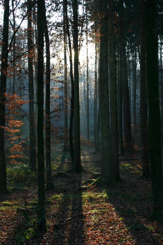 sun shining through the trees into an area of leaf covered ground