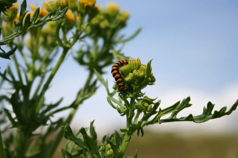 a yellow and brown caterpillar on some green plant leaves