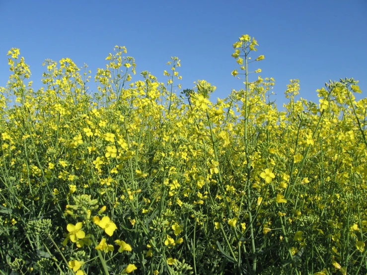 a tall group of flowers that are in the grass