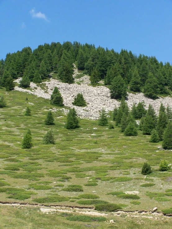 a grassy field with trees and rocks on the mountain