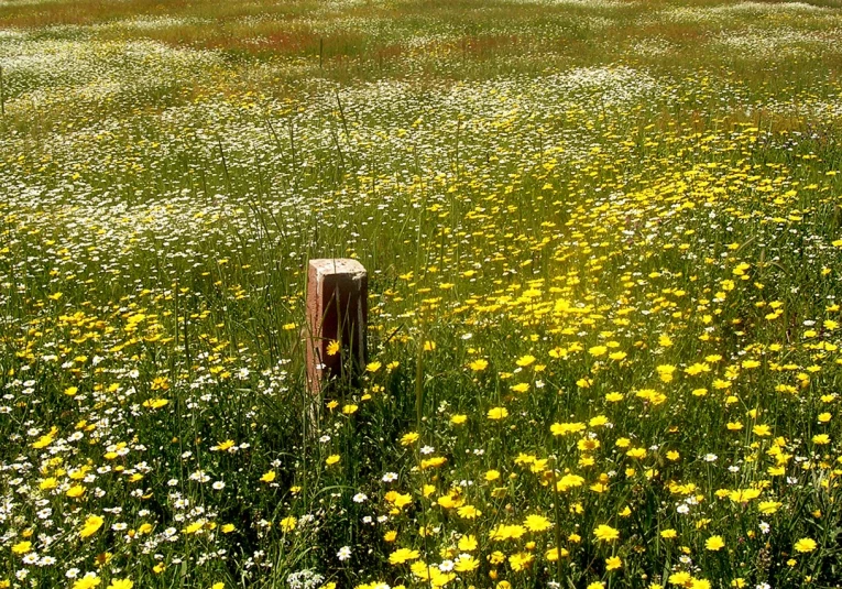 a field filled with lots of wildflowers and a stop sign
