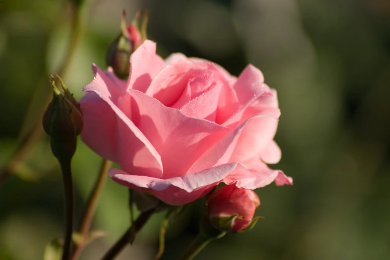 the budding flower is pink with a blurry background