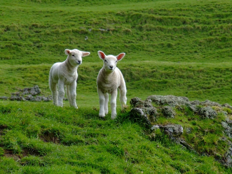 two lambs standing in a green field next to a rocky wall