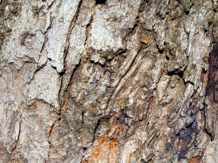 the bark of an old tree that has been weathered