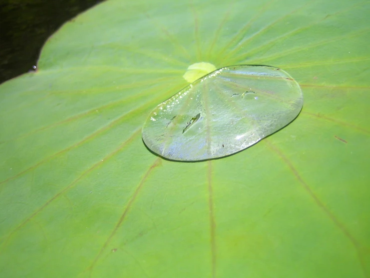 a green leaf with a round object on it