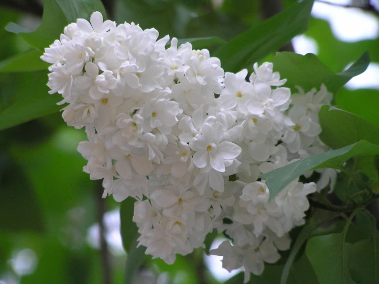 a cluster of white flowers growing on top of a tree