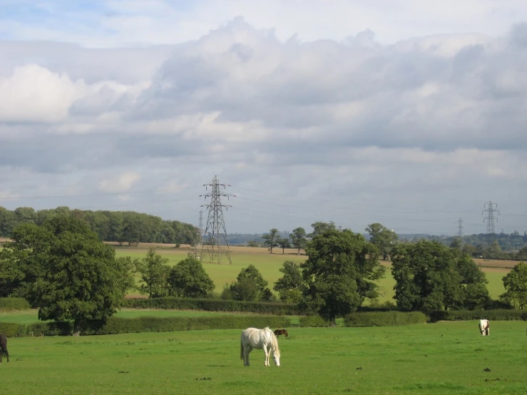 a herd of horses grazing on top of a lush green field