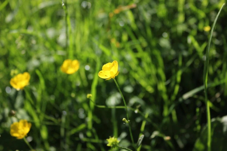 a bright yellow flower stands out in the green field