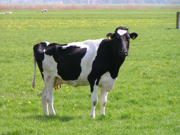 a black and white cow is standing in the grass