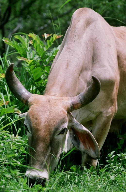 a lone cow grazing in the grass in a wooded area