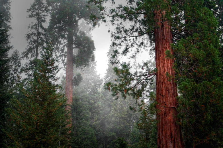 trees and a bench in a forest on a rainy day