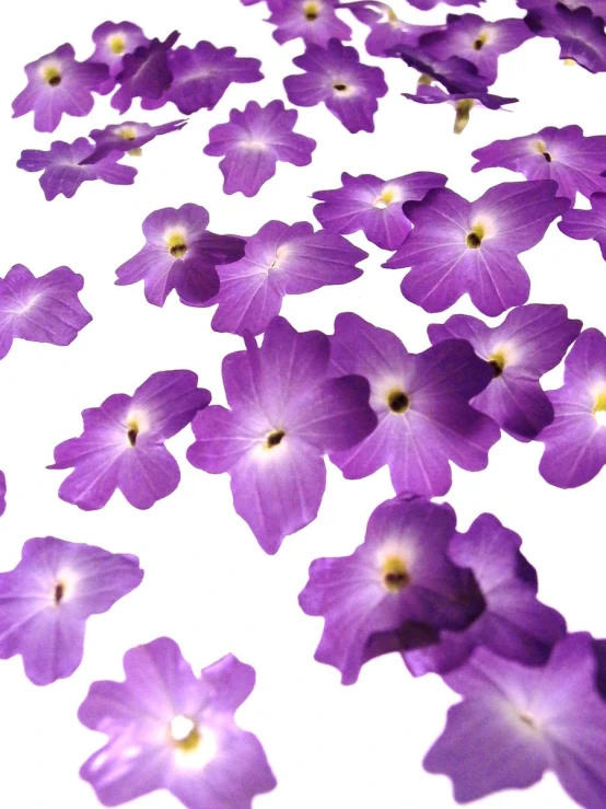 petals floating down the floor, with only the petals still attached