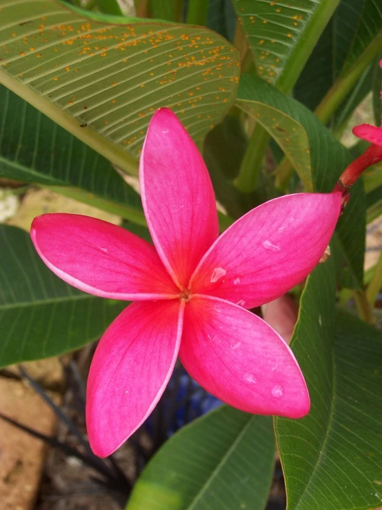 a pink flower with two leaves surrounding it