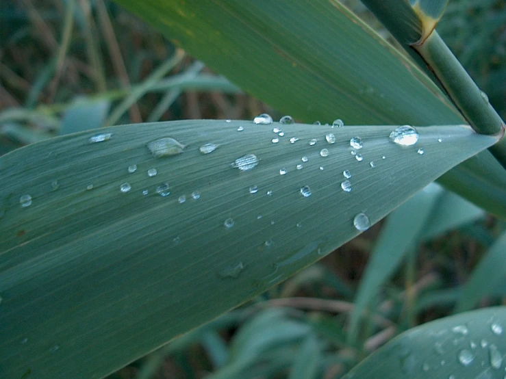 droplets on the green leaves in a field