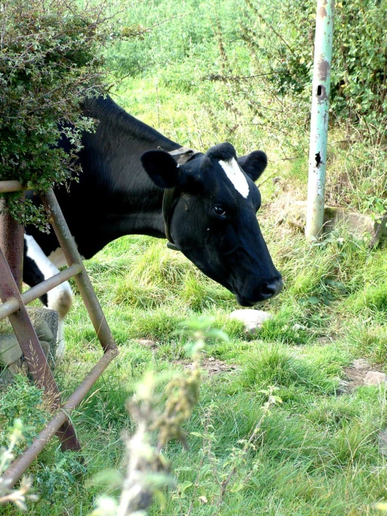 the cow is grazing on the grass in the field