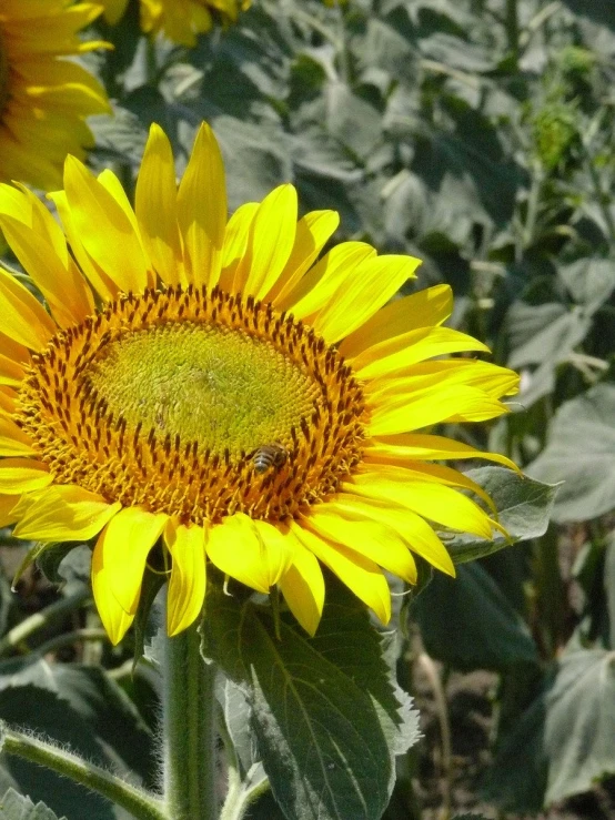 a very big pretty yellow sunflower with many leaves