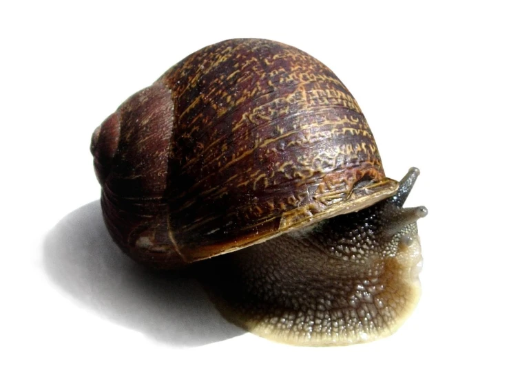 an artistically rendered snail with a large shell