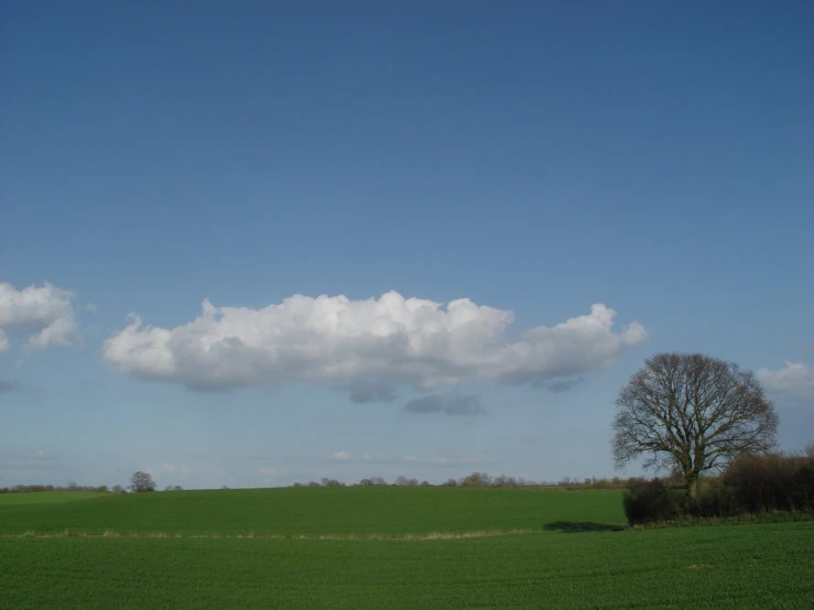large field and tree during day with white clouds