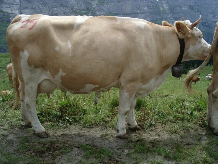 a light brown and white cow and a black dog