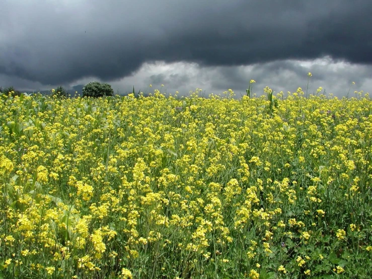 a field of flowers on a cloudy day