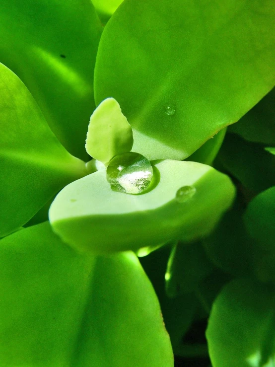 a closeup view of a water drop on green leaves